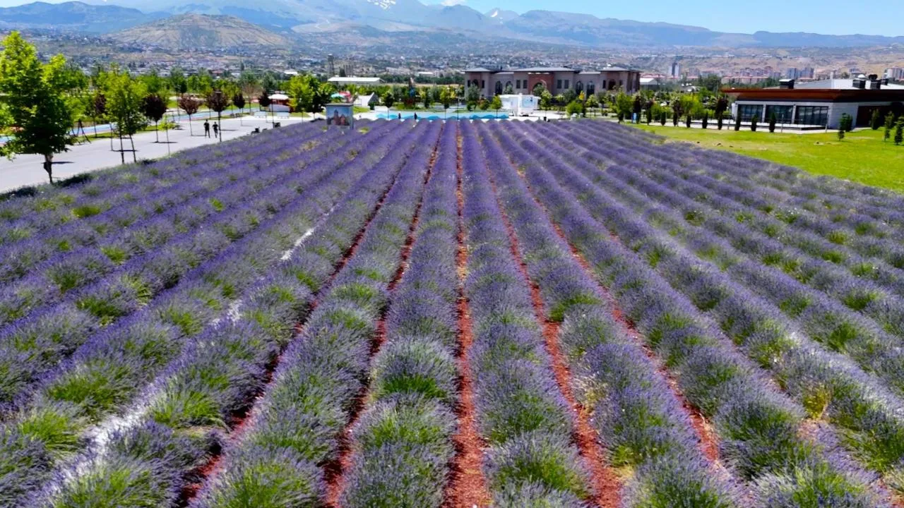 LAVANTA BAHÇESİ, BÜYÜLÜYOR